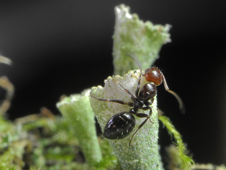 Formica su lichene: cfr Camponotus lateralis